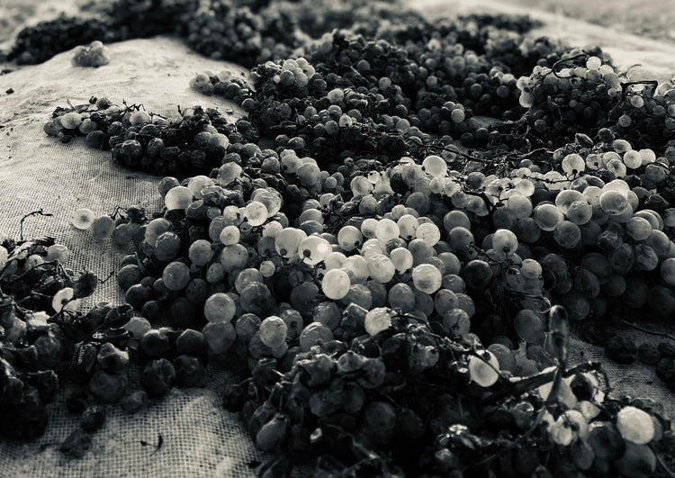 "Cosecha" y "Battonage", vino y perfume de nuestras uvas en vendimia...