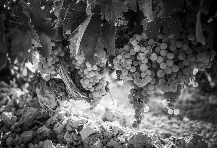 El Eterno Enigma del Pedro Ximénez en Jerez…